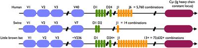 Immunological Control of Viral Infections in Bats and the Emergence of Viruses Highly Pathogenic to Humans